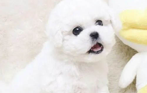 狗能喝蘇打水嗎?