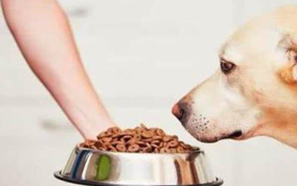 金毛70斤成犬一天吃多少狗糧呢