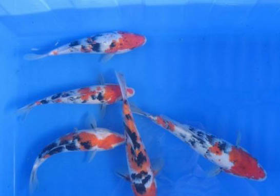 錦鯉魚苗多久能長(zhǎng)大