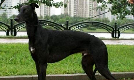 靈緹犬和格力犬的區(qū)別