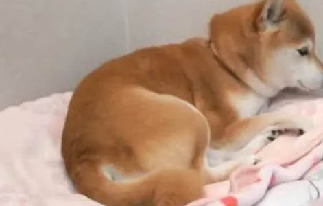 柴犬被主人打后會(huì)記仇嗎？