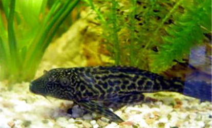 清道夫魚死亡的原因
