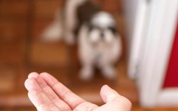 狗狗總是搖頭甩耳朵的原因及處理方法