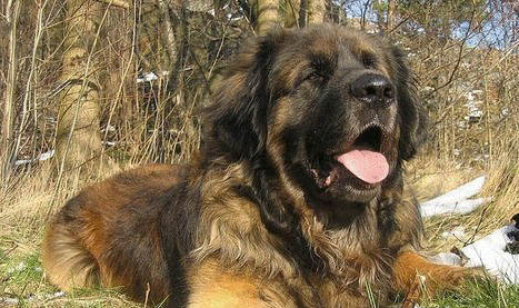 蘭波格犬眼睛紅血絲的原因及處理方法