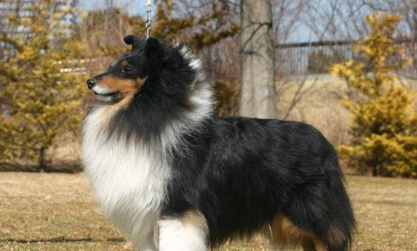 蘇格蘭牧羊犬脾臟大的原因及處理方法