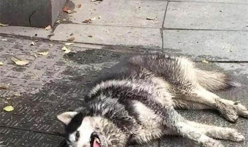 狗狗狗糧哪個牌子好?