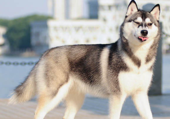 哈士奇幼犬訓練方法