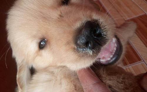 比特幼犬怎么挑選