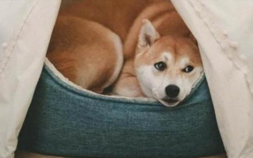 狗狗可不可以吃米飯