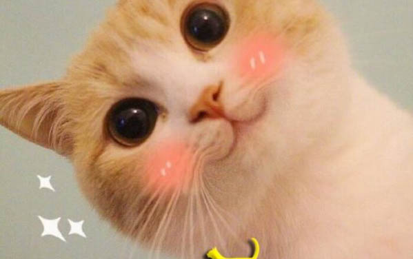小貓一天喂幾次貓糧