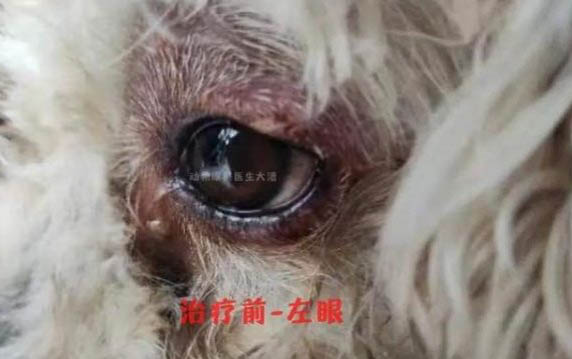 狗狗難產(chǎn)怎么處理啊