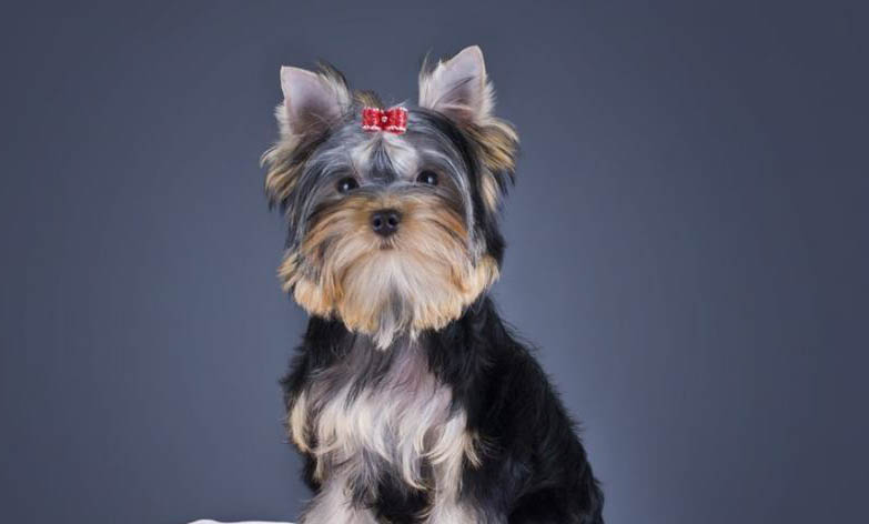 安靜不擾民的小型犬有哪些