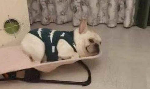 狗狗鼻頭變黑還能恢復(fù)正常么
