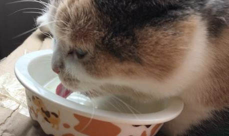 貓突然后腿癱瘓了