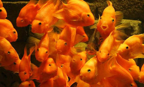 魚缸細菌屋多久換一次