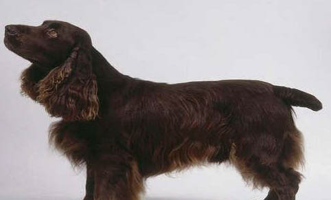 田野小獵犬是干什么的