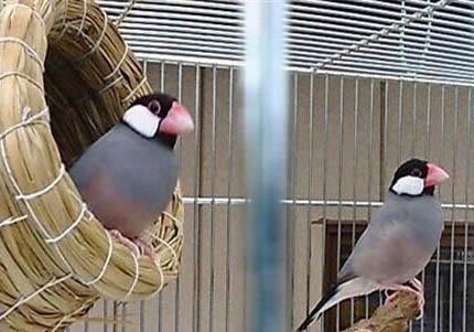 文鳥(niǎo)認(rèn)主人嗎?