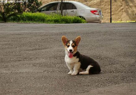 柯基犬和比熊哪個好養