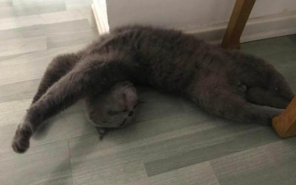 20天小貓拉稀怎么辦