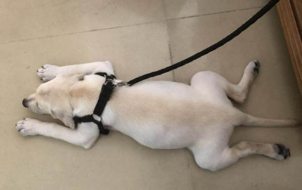 改變狗狗飲食該怎么做