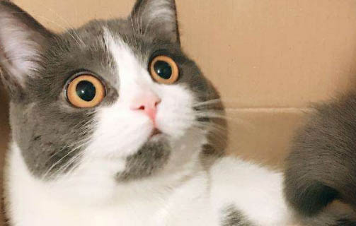 母貓生完小貓不喂奶