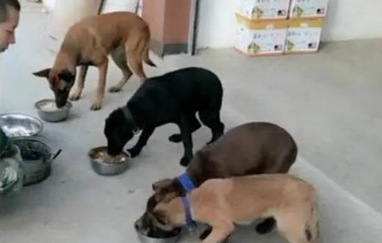 馬犬幾個月可以吃肉