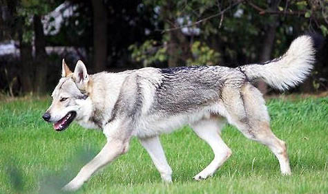 中國可以養捷克狼犬嗎