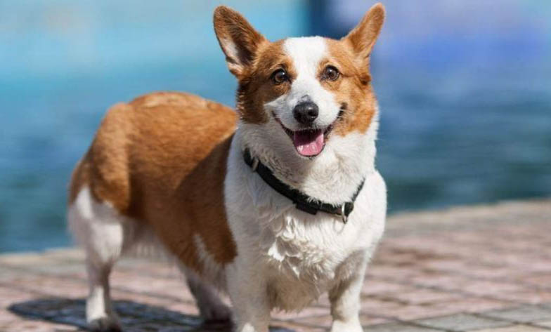 安靜不擾民的小型犬有哪些