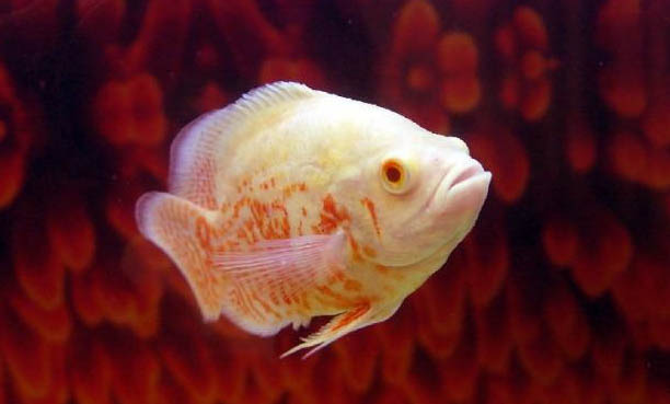 鯽魚(yú)不開(kāi)口能釣嗎