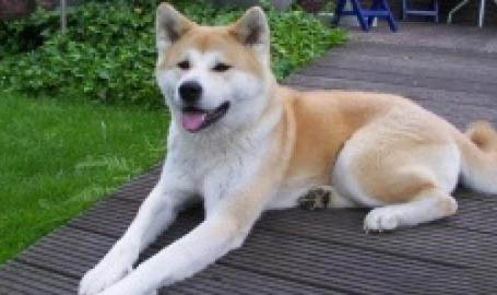 秋田犬的耳朵什么時候立起來的