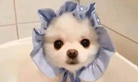 博美犬的訓練方法有哪些