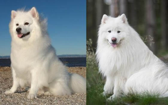比格犬和柯基犬的區別