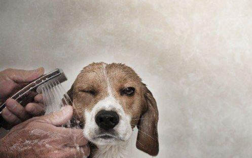 狗狗為什么喜歡吃紙巾