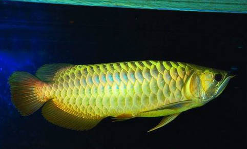 龍魚眼睛凹陷還有救嗎?