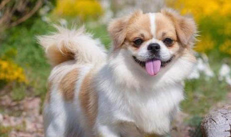 騎士查理王小獵犬和西高地哪個好養