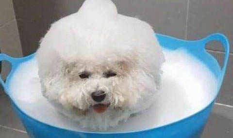 如何訓練比熊犬?