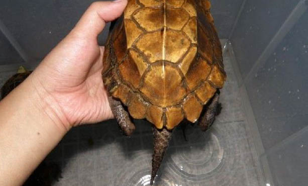 烏龜死了1天,能救活嗎