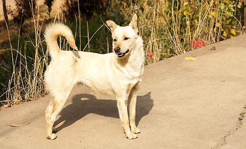 中華田園犬貧血這么辦,土狗貧血的原因及治療方法