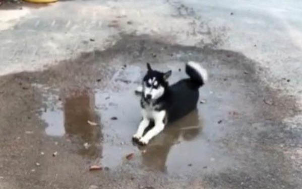 狗狗疫苗間隔多久打一次