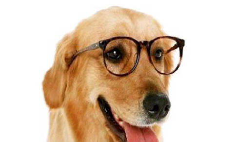 狗有狂犬病一定會死嗎