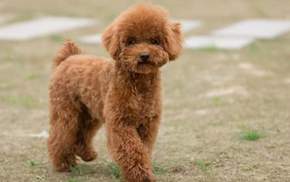 犬瘟對貓有影響嗎
