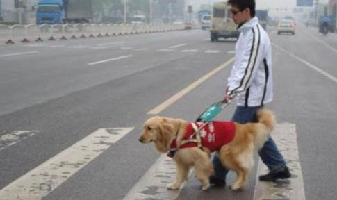 導(dǎo)盲犬一般是什么狗