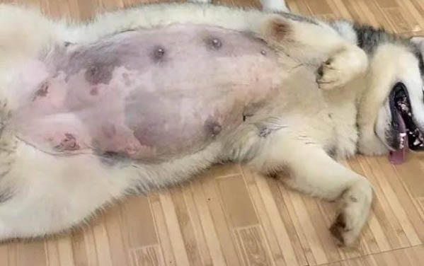 狗狗和豬的智商誰高?