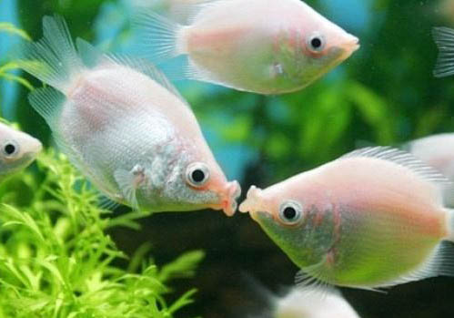 接吻魚為什么不吃飼料？