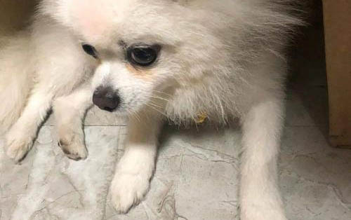 博美犬和泰迪哪個(gè)好