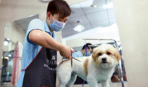 犬窩咳和感冒的區別