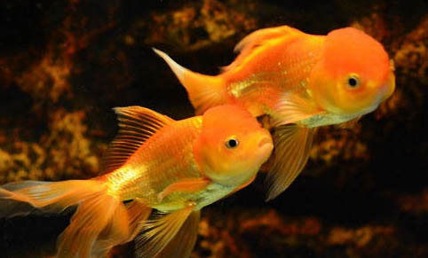 如何照顧產(chǎn)卵后的金魚
