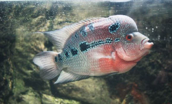 如何分辨羅漢魚公母