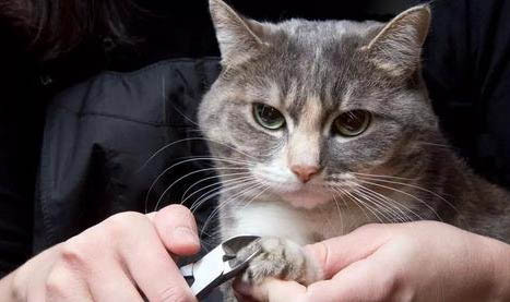 貓咪吃化毛膏多久見效