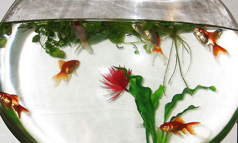 魚缸水發黃是什么原因